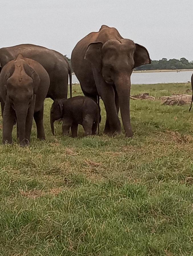 River Nature Park Polonnaruwa Exterior foto